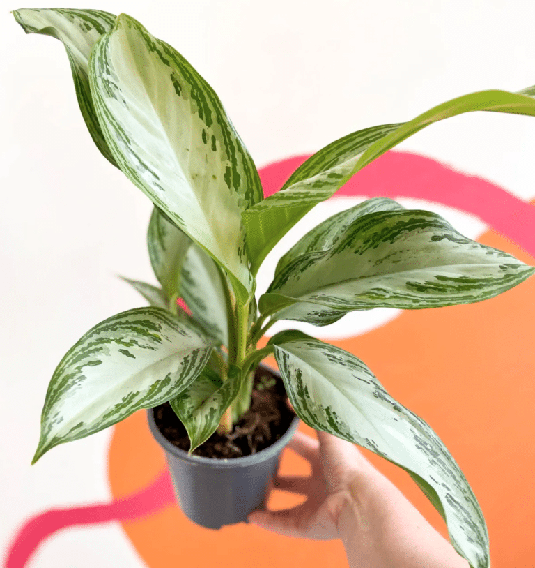 silver bay chinese evergreen: care and styling guide